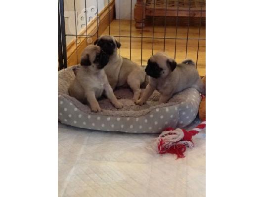 Pug κουτάβια.